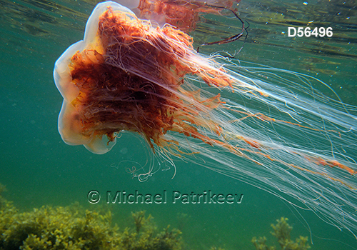 Lion's Mane Jellyfish (Cyanea capillata)